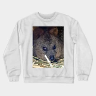 Quokka Crewneck Sweatshirt